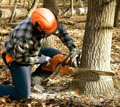 Tree Removal in Orange, VA